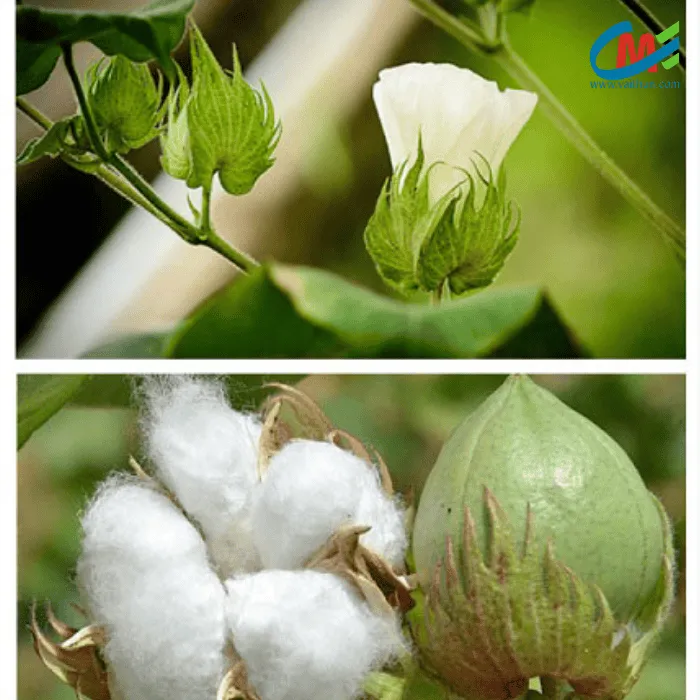 Tính chất cấu tạo của vải bông